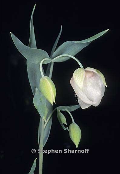 calochortus albus 1 graphic